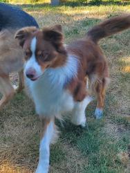 Found/Stray Unknown Dog last seen 102nd Ave SE, Kent, WA, Kent, WA 98031