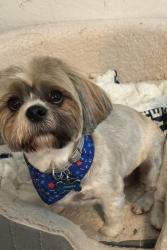 Lost Male Dog last seen Cord grass and bearded flt, San Antonio, TX 78254