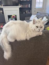 Lost Female Cat last seen Capri and Crestdale, Rockford, IL 61114