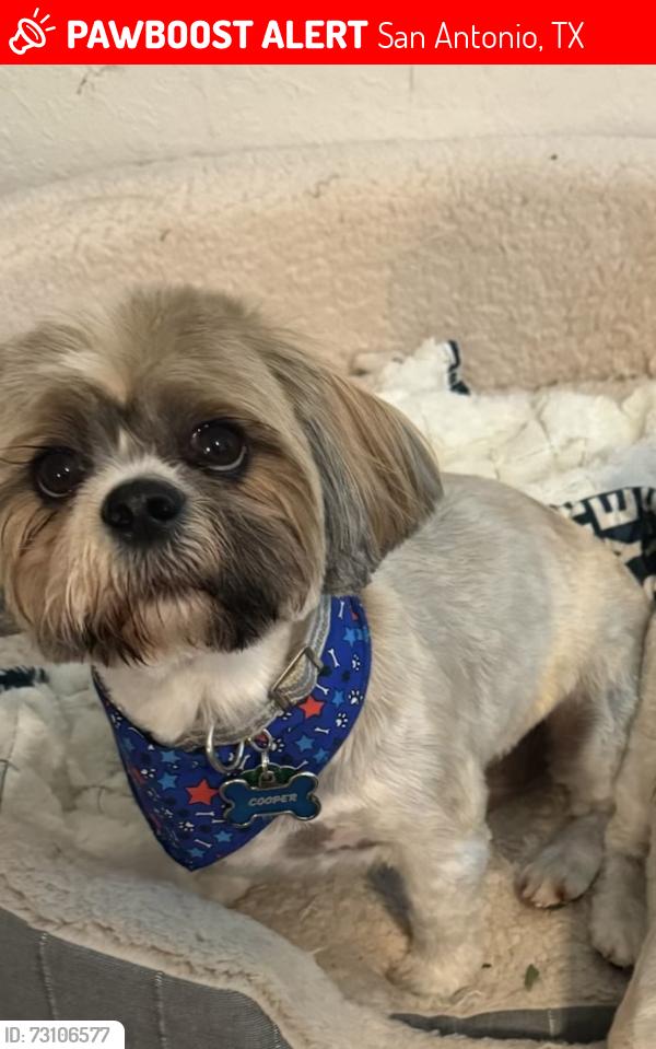 Lost Male Dog last seen Cord grass and bearded flt, San Antonio, TX 78254