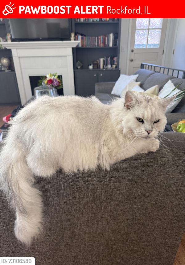Lost Female Cat last seen Capri and Crestdale, Rockford, IL 61114