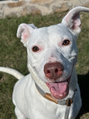 Shelter Stray Female Dog last seen , , TX, 355 Hillshire Dr, Haslet, TX 76052, USA