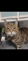 Lost Male Cat last seen Rm12 5ru, Greater London, England RM12 5RU