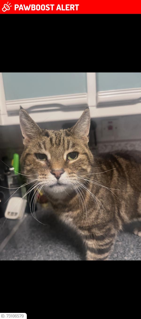 Lost Male Cat last seen Rm12 5ru, Greater London, England RM12 5RU