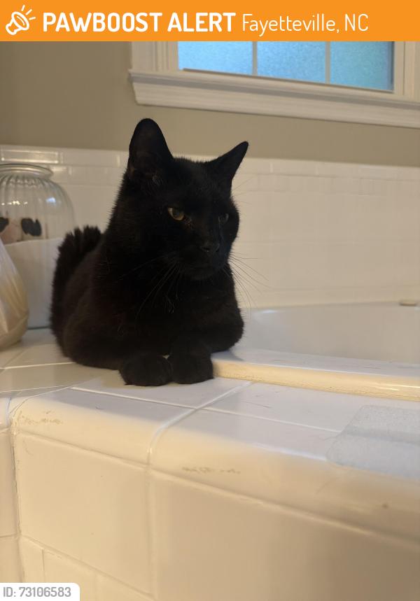 Found/Stray Female Cat last seen Near Spy Glass Dr, Fayetteville, NC 28311