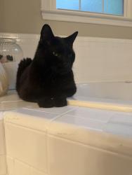 Found/Stray Female Cat last seen Near Spy Glass Dr, Fayetteville, NC 28311