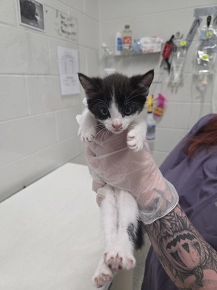 Shelter Stray Female Cat last seen Near Gough St, 21224, MD, 301 Stockholm St, Baltimore, MD 21230, USA