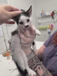 Shelter Stray Male Cat last seen Near Gough St, 21224, MD, 301 Stockholm St, Baltimore, MD 21230, USA