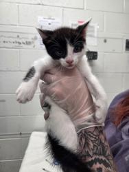 Shelter Stray Male Cat last seen Near Gough St, 21224, MD, 301 Stockholm St, Baltimore, MD 21230, USA