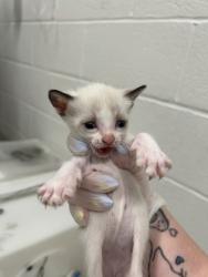 Shelter Stray Female Cat last seen Near Gough St, 21224, MD, 301 Stockholm St, Baltimore, MD 21230, USA
