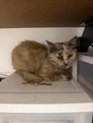 Found/Stray Female Cat last seen Home Depot Rome, Rome, GA 30161