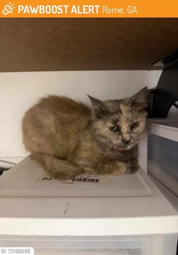 Found/Stray Female Cat last seen Home Depot Rome, Rome, GA 30161