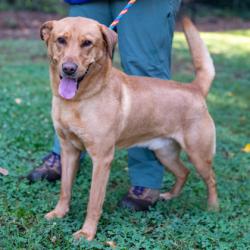Shelter Stray Male Dog last seen Snapfinger woods dr, Lithonia, GA 30058, 30058, GA, 3280 Chamblee Dunwoody Rd, Chamblee, GA 30341, USA