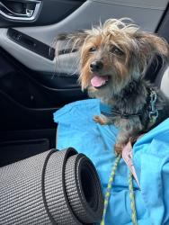 Reunited Male Dog last seen 147th ave and bird road, Kendale Lakes, FL 33185