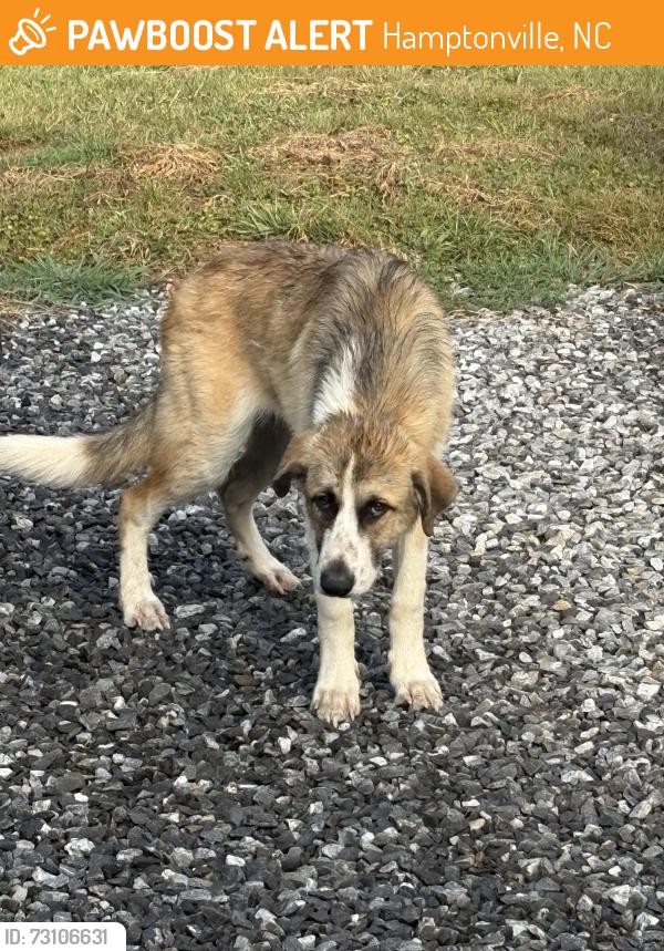 Found/Stray Male Dog last seen Troy Mill Road, Hamptonville, NC 27020