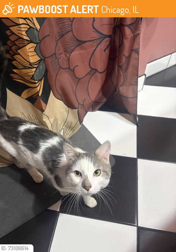 Found/Stray Male Cat last seen Near s Claremont Chicago , IL, Chicago, IL 60643