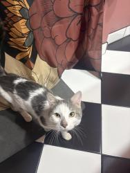 Found/Stray Male Cat last seen Near s Claremont Chicago , IL, Chicago, IL 60643