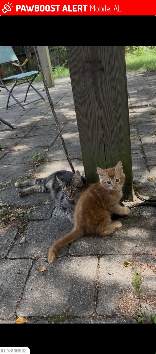 Lost Male Cat last seen S Monterey St/Laurel St, Mobile, AL 36604