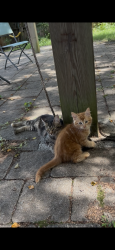 Lost Male Cat last seen S Monterey St/Laurel St, Mobile, AL 36604