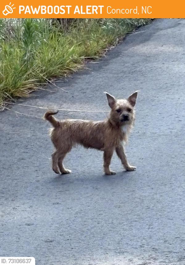Found/Stray Unknown Dog last seen Near 207 Manor Ave in Concord, close to the Waste Pro, Concord, NC 28025