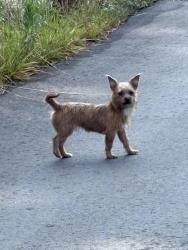 Found/Stray Unknown Dog last seen Near 207 Manor Ave in Concord, close to the Waste Pro, Concord, NC 28025