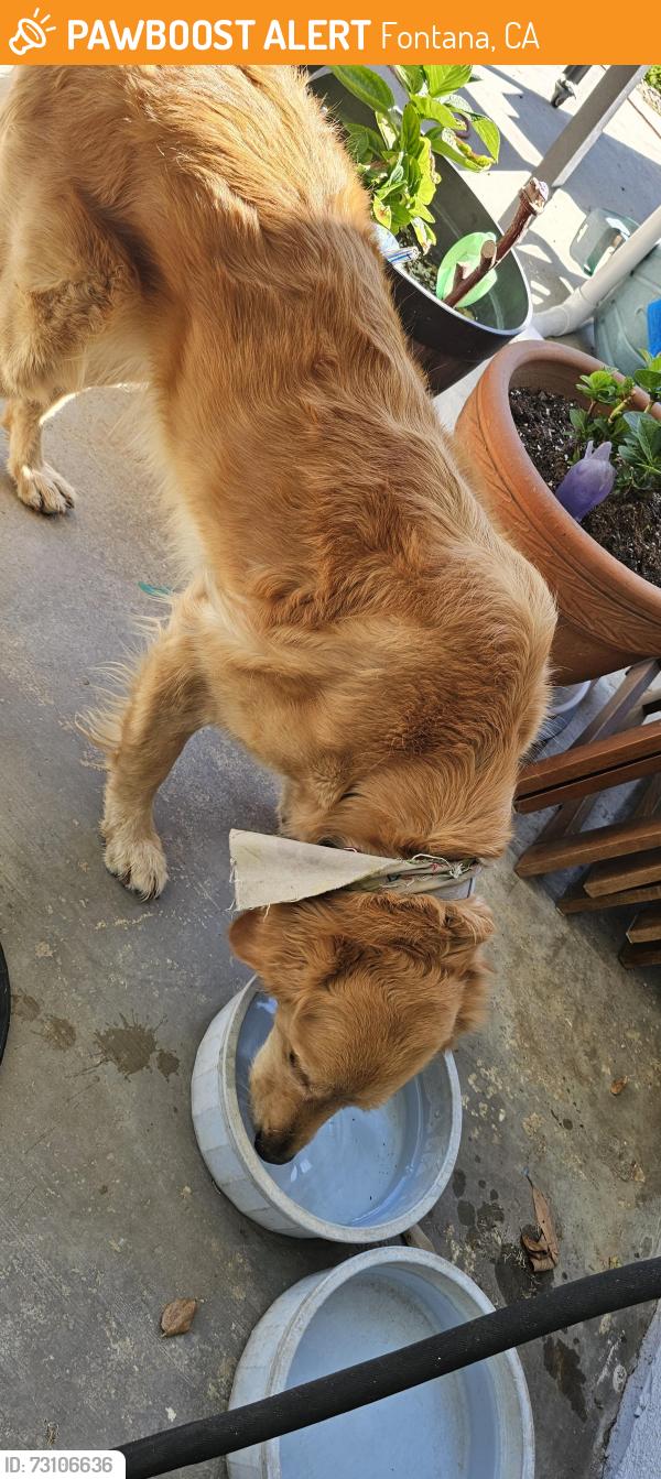 Found/Stray Female Dog last seen Bégonia and Lavender, Fontana, CA 92336