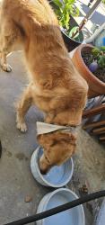 Found/Stray Female Dog last seen Bégonia and Lavender, Fontana, CA 92336