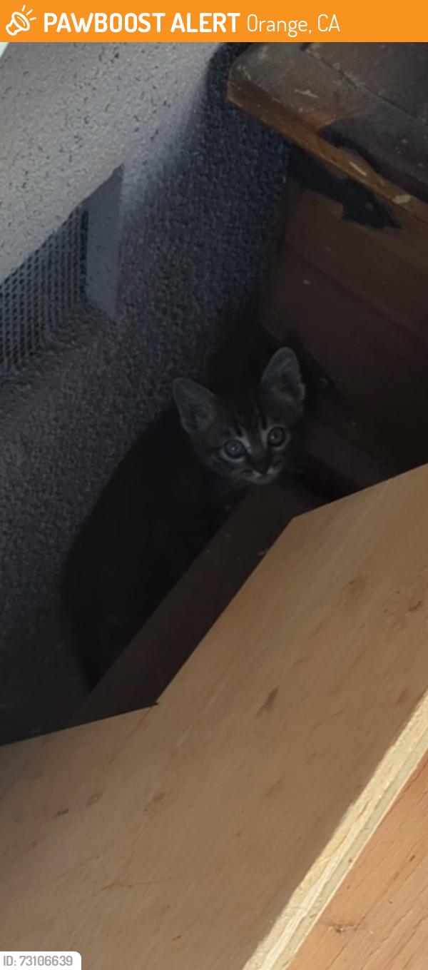 Found/Stray Unknown Cat last seen Tustin and Mayfair, Orange, CA 92867