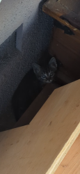 Found/Stray Unknown Cat last seen Tustin and Mayfair, Orange, CA 92867