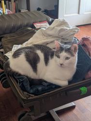 Reunited Male Cat last seen 18th and Bryant in NE OKC, Oklahoma City, OK 73111