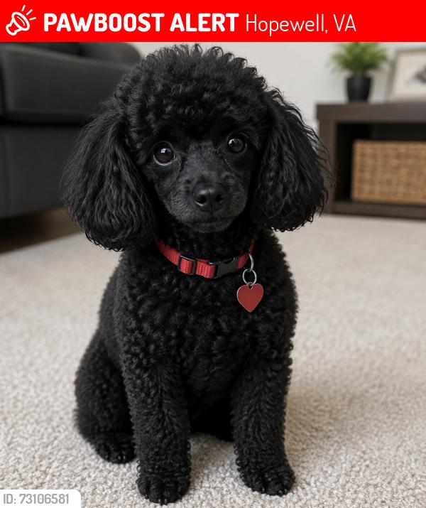 Lost Male Dog last seen Maple and western, Hopewell, VA 23860