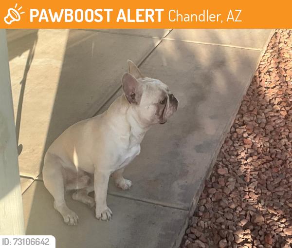 Found/Stray Male Dog last seen Pecos and Frye. Near Pickleball Court, Chandler, AZ 85224