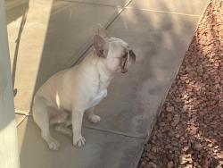 Found/Stray Male Dog last seen Pecos and Frye. Near Pickleball Court, Chandler, AZ 85224