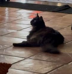 Reunited Female Cat last seen Vollum, San Antonio, TX 78201