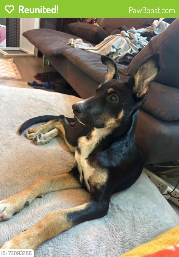 Reunited Female Dog last seen Hazeltine & Sylvan, Los Angeles, CA 91401