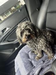 Reunited Female Dog last seen Taylor and Citrus, Corona, CA 92882