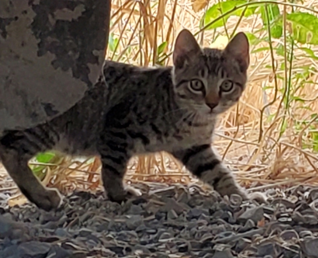 Shelter Stray Male Cat last seen Near S 511 Street W, MILLCREEK, UT, 84123, 511 W 3900 S, Salt Lake City, UT 84123, USA