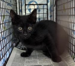 Shelter Stray Male Cat last seen Near E Loveland Avenue, SALT LAKE CITY, UT, 84106, 511 W 3900 S, Salt Lake City, UT 84123, USA