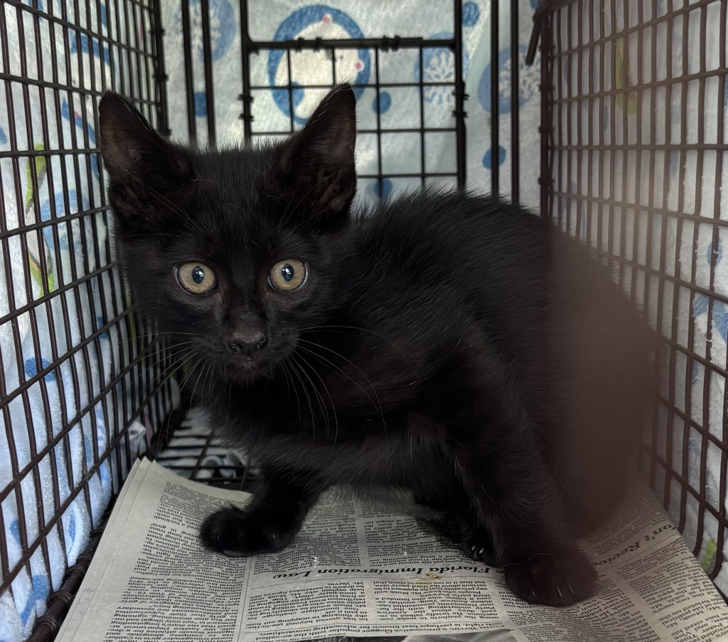 Shelter Stray Male Cat last seen Near E Loveland Avenue, SALT LAKE CITY, UT, 84106, 511 W 3900 S, Salt Lake City, UT 84123, USA