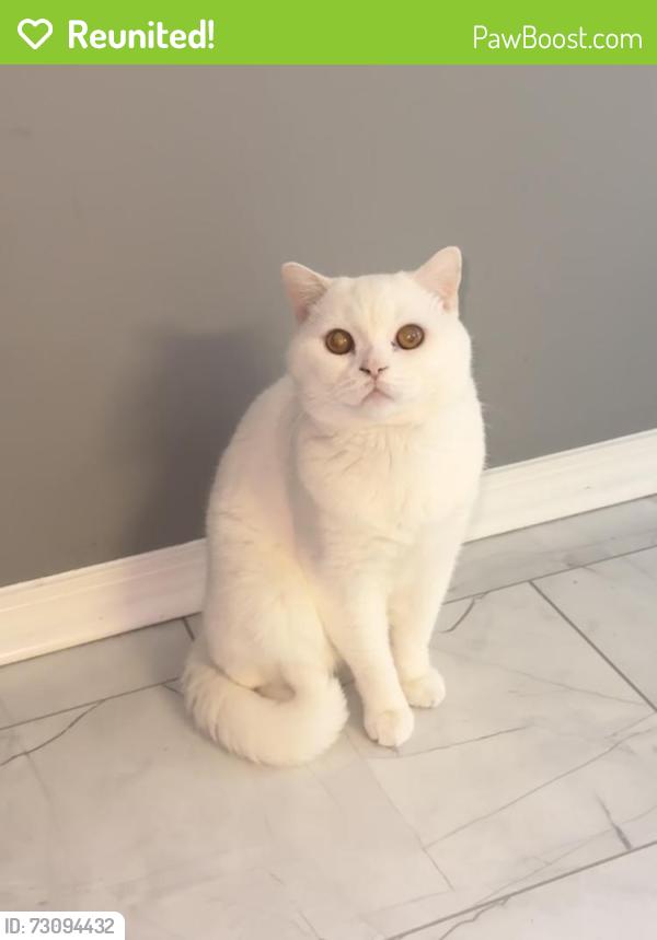 Reunited Male Cat last seen Weaver dairy , Chapel Hill, NC 27516