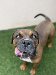 Shelter Stray Male Dog last seen Reed Avenue, San Diego, CA, 92107, 5500 Gaines St, San Diego, CA 92110, USA