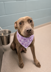 Shelter Stray Female Dog last seen Near Zillia Street, LAFAYETTE, LA, 70501, 410 Dugas Rd, Lafayette, LA 70507, USA
