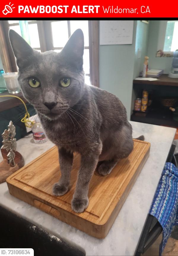 Lost Male Cat last seen Close to Bundy Canyon, Wildomar, CA 92595