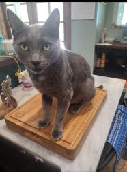Lost Male Cat last seen Close to Bundy Canyon, Wildomar, CA 92595