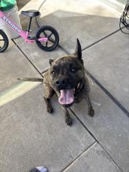 Reunited Male Dog last seen Cirby and Nighthawk Ct, Roseville, CA 95661