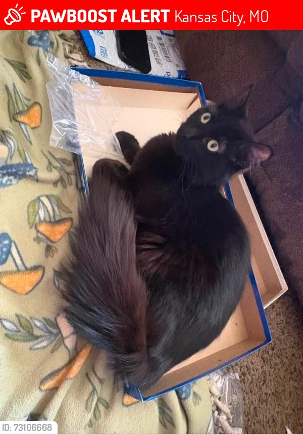 Lost Female Cat last seen n oak and 76th, Kansas City, MO 64155