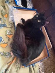 Lost Female Cat last seen n oak and 76th, Kansas City, MO 64155