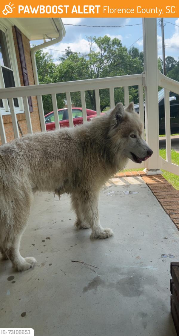 Rehomed Male Dog last seen Planer Road, Florence County, SC 29541