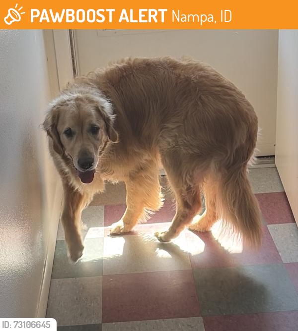 Found/Stray Male Dog last seen Maple street off of 12th ave by nnu college, Nampa, ID 83686