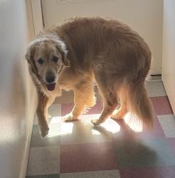 Found/Stray Male Dog last seen Maple street off of 12th ave by nnu college, Nampa, ID 83686